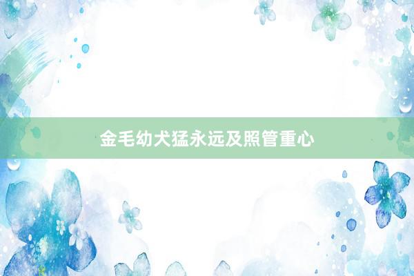 金毛幼犬猛永远及照管重心